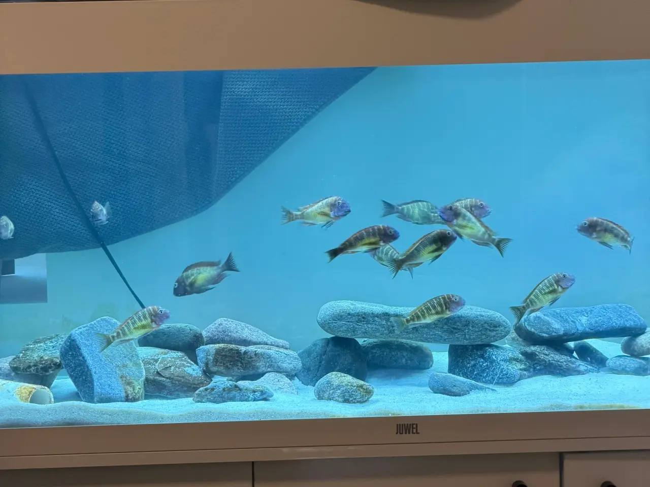Billede 2 - Cichlider - 14 styk Tropheus Red Rainbow