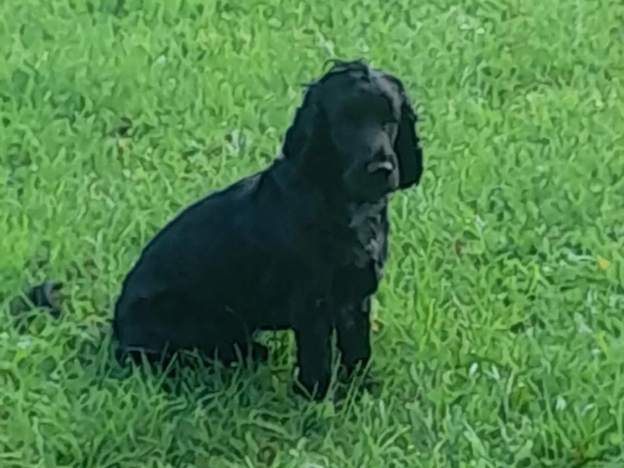 Billede 8 - Engelsk cocker spaniel
