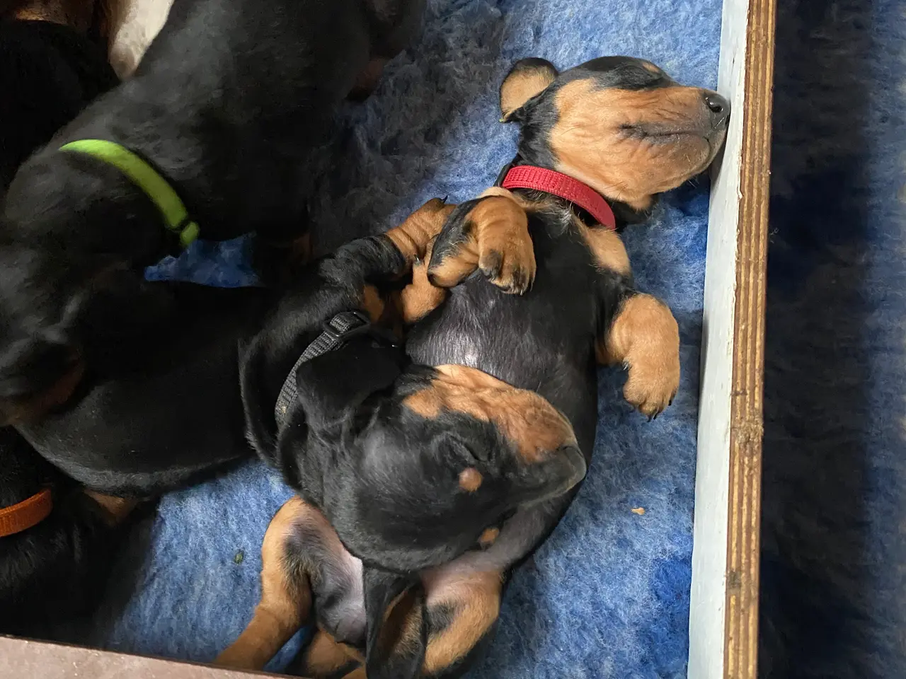 Billede 3 - Korthåret standard gravhunde hvalpe