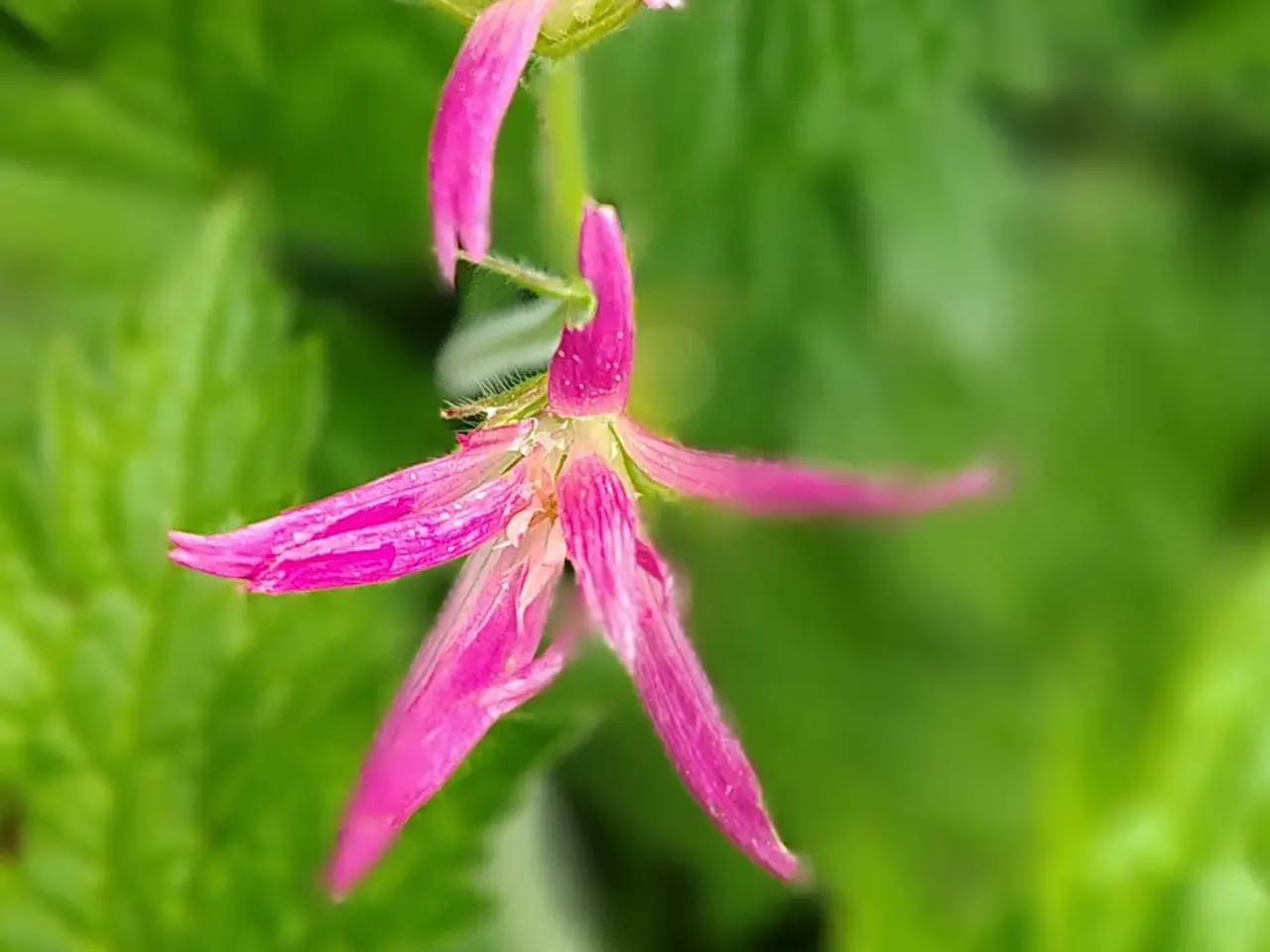 Billede 1 - Geranium Hola Guapa