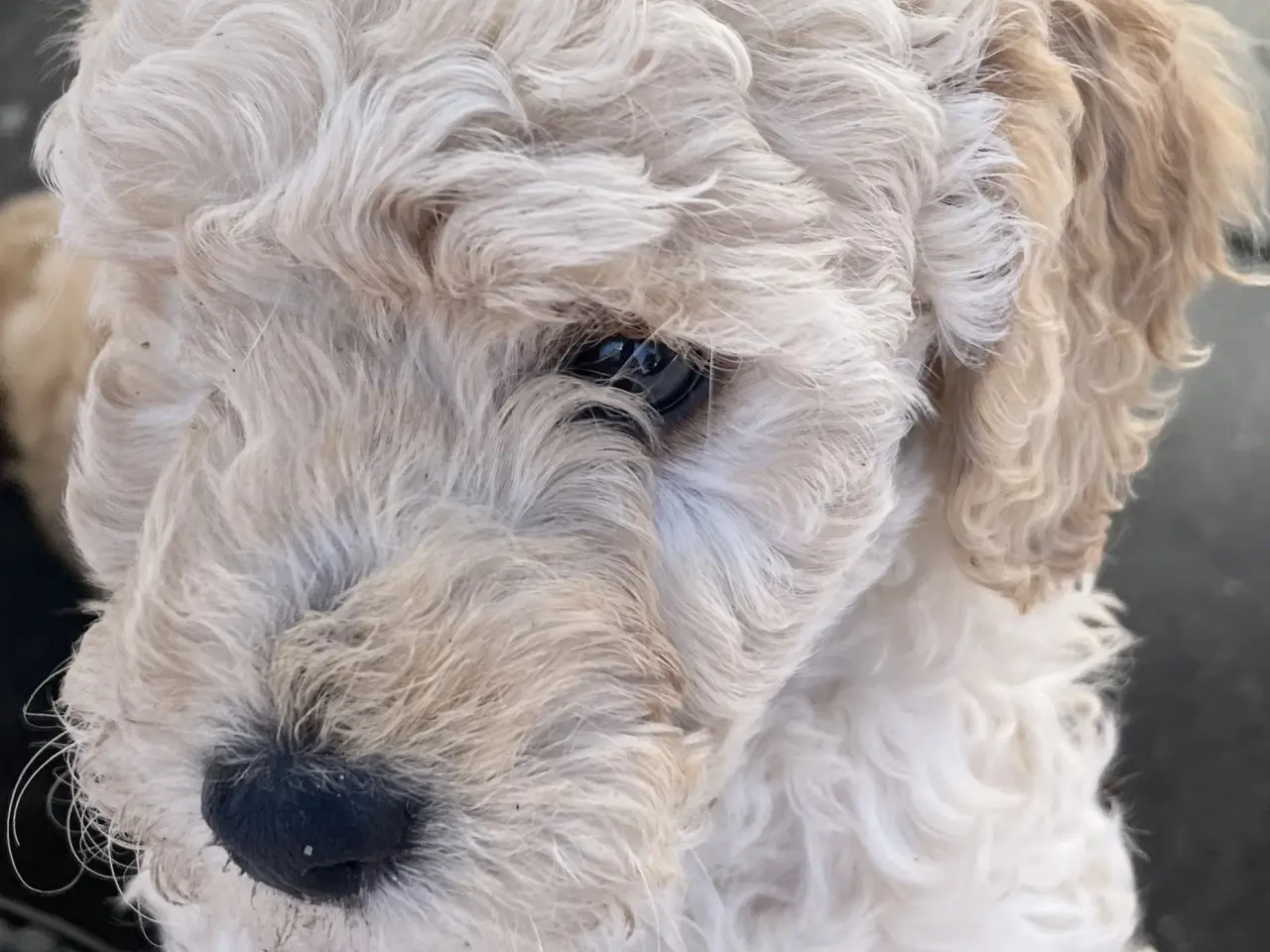 Billede 23 - Mini-labradoodle / doodle sælges