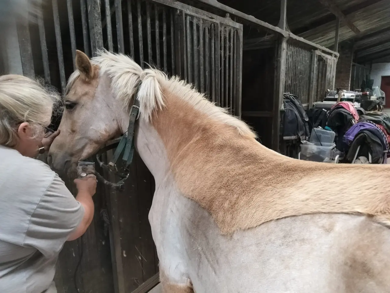 Billede 11 - Smuk palomino hoppe 5 år kat:2 pony