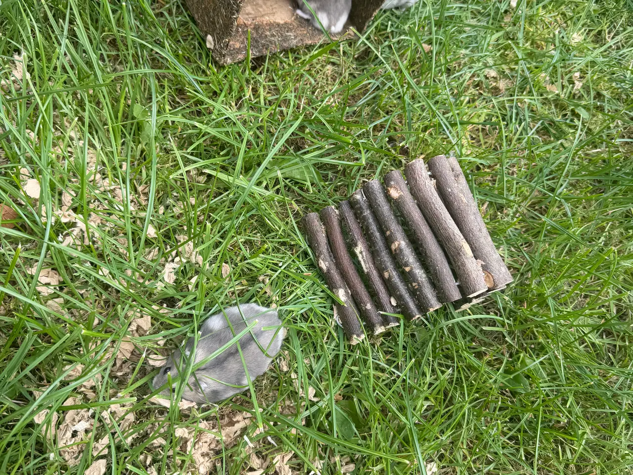Billede 2 - Hamster 4 uger sælges