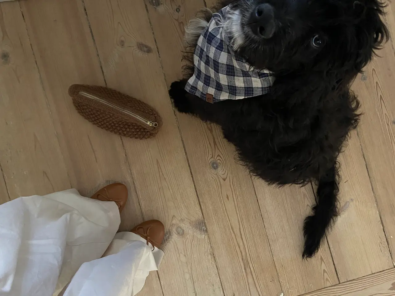 Billede 4 - Bernerdoodle han til avl
