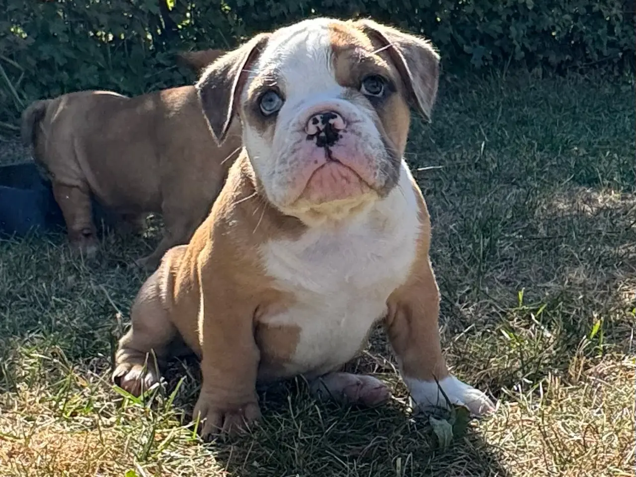 Billede 1 - Mini Bull Hvalpe m/stamtavle