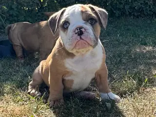 Mini Bull Hvalpe m/stamtavle