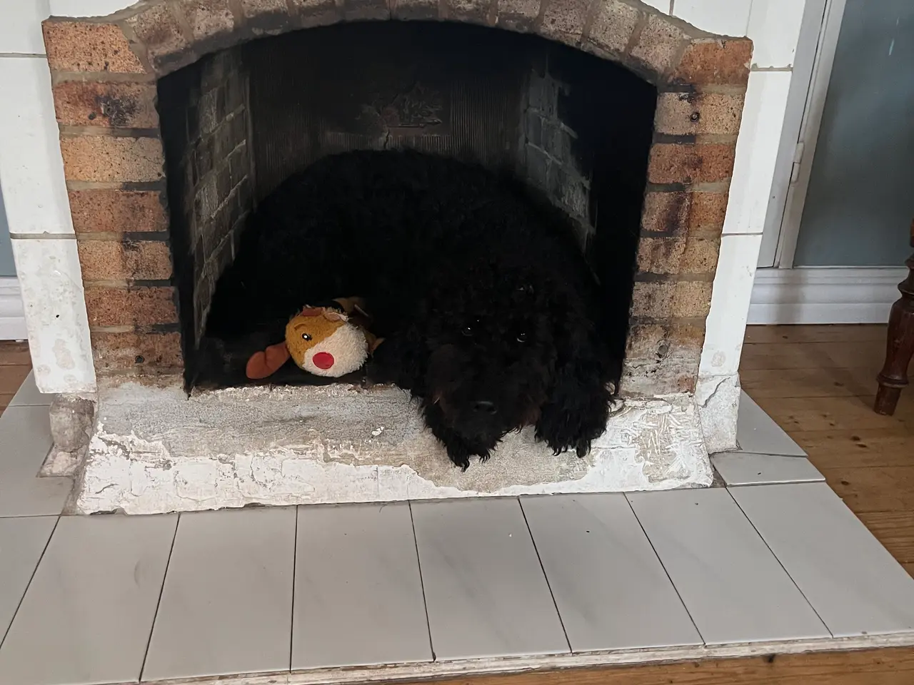 Billede 9 - Labradoodle hvalpe