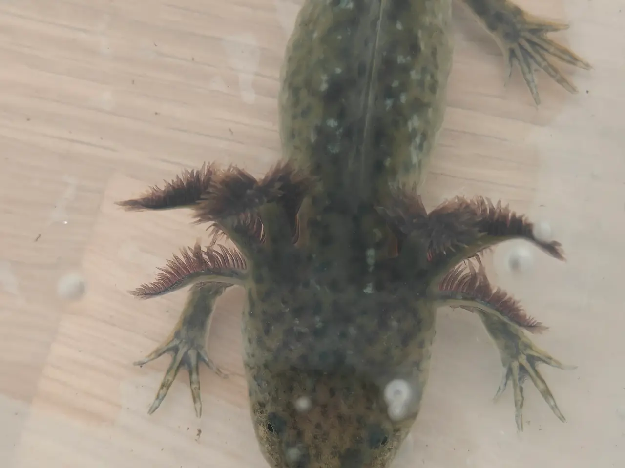 Billede 2 - Axolotl unger 