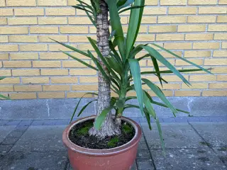 Yucca elephantipes var. gigantea