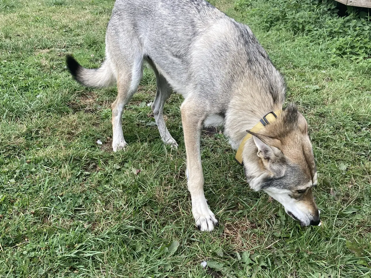 Billede 7 - Tjekkoslovakisk ulvehund / Saarloos mix