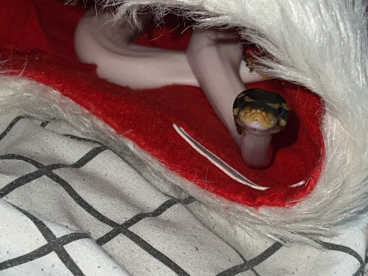 Billede 4 - Yellow belly pied kongepython han sælges