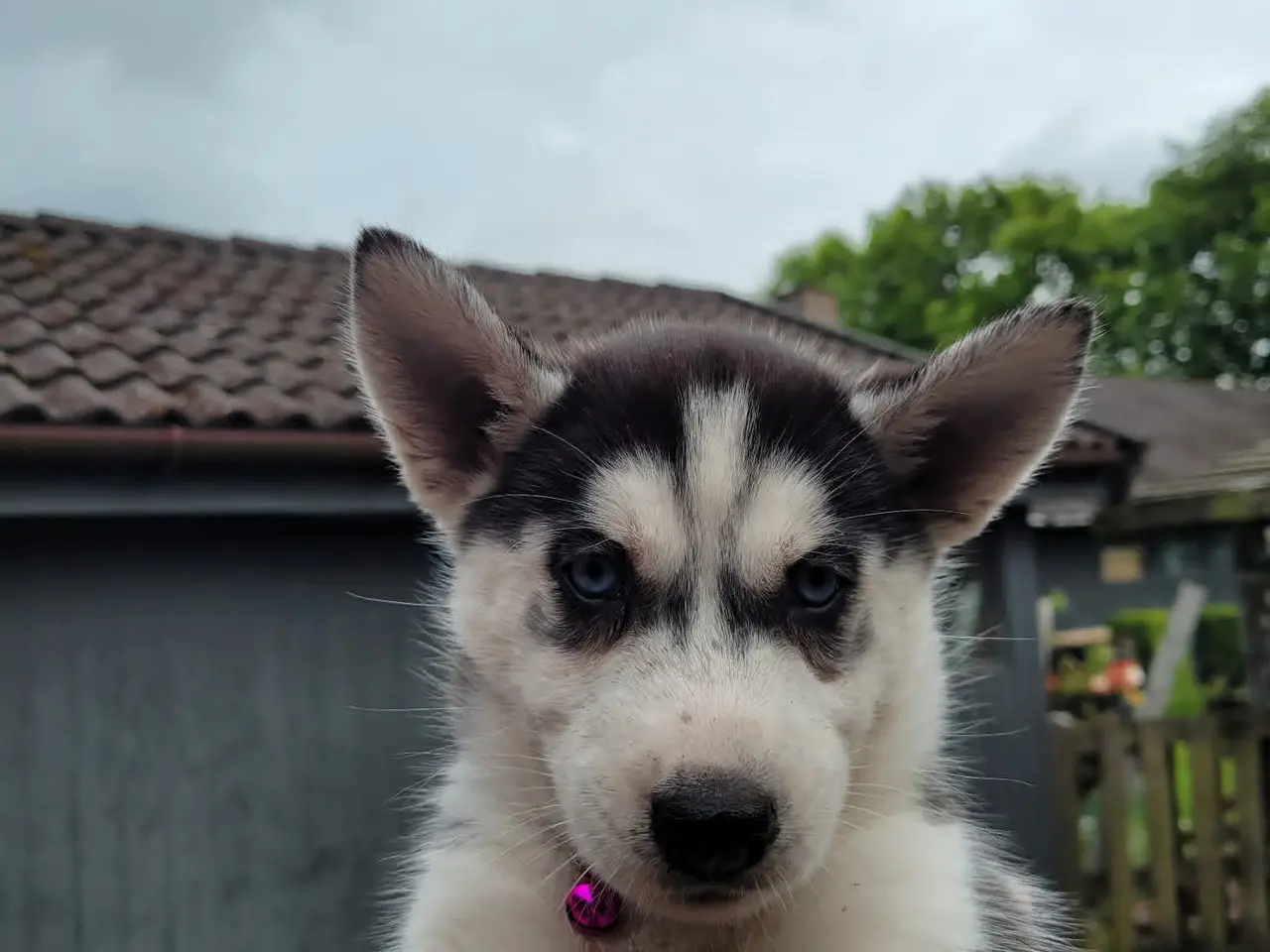 Billede 4 - husky hvalpe