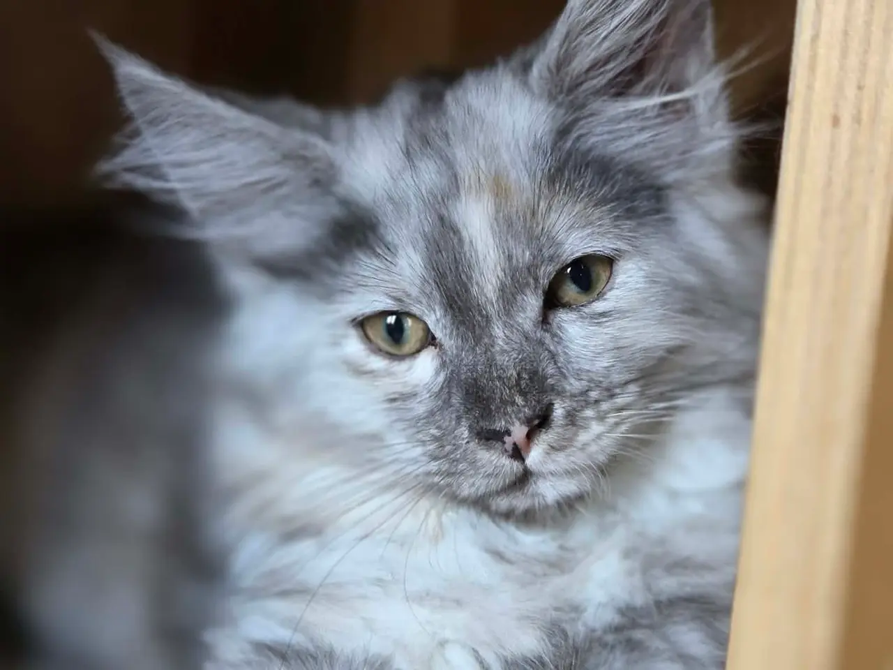 Billede 1 - Maine Coon - Pige