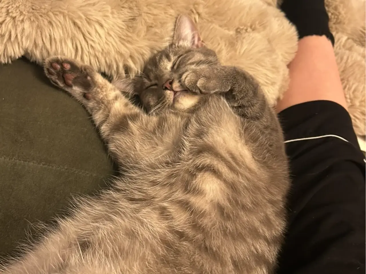 Billede 1 - Ragdoll/huskat dreng