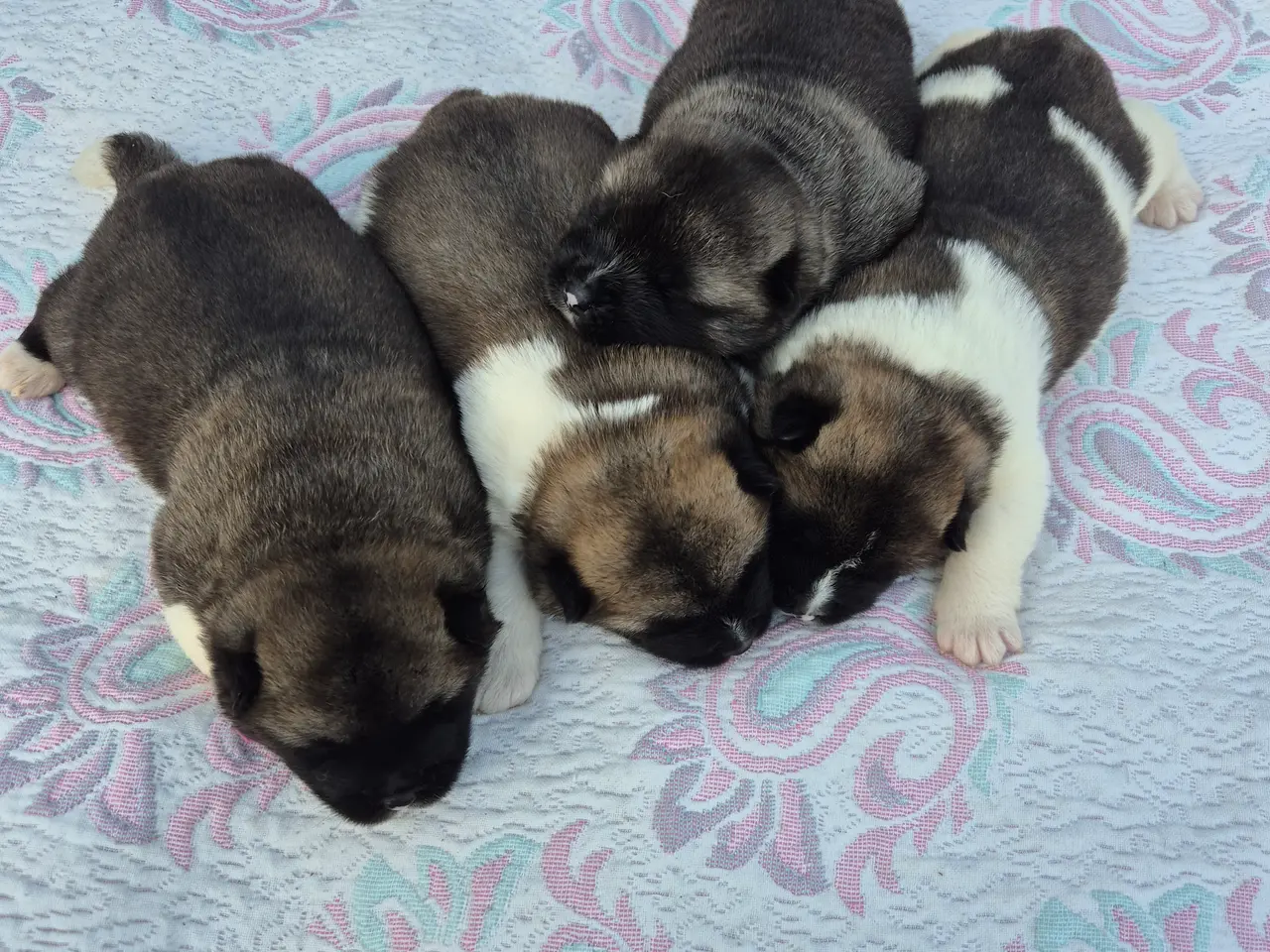 Billede 1 - American Akita hundehvalpe 🩷💙💙💙