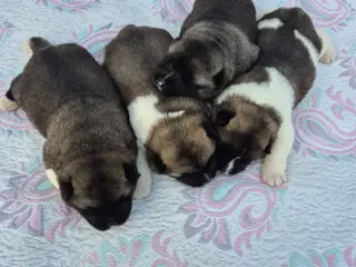 American Akita hundehvalpe 🩷💙💙💙
