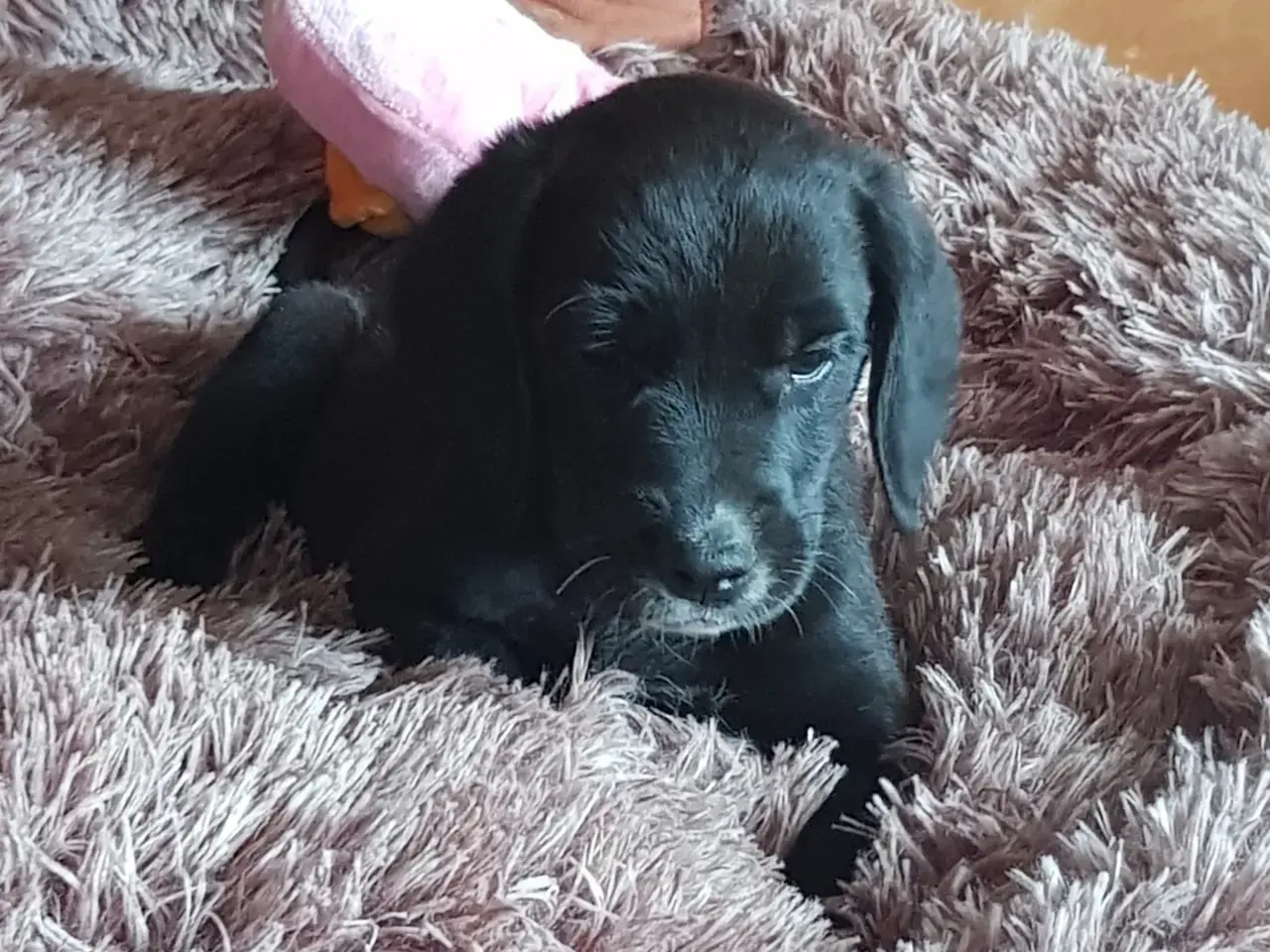 Billede 5 - lækre golden retriever blandinger med Beagle