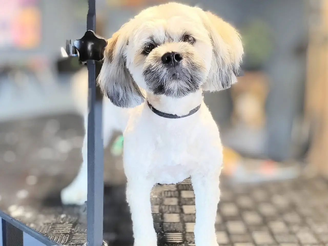 Billede 1 - Lhasa Apso/ Coton de tulear hvalpe