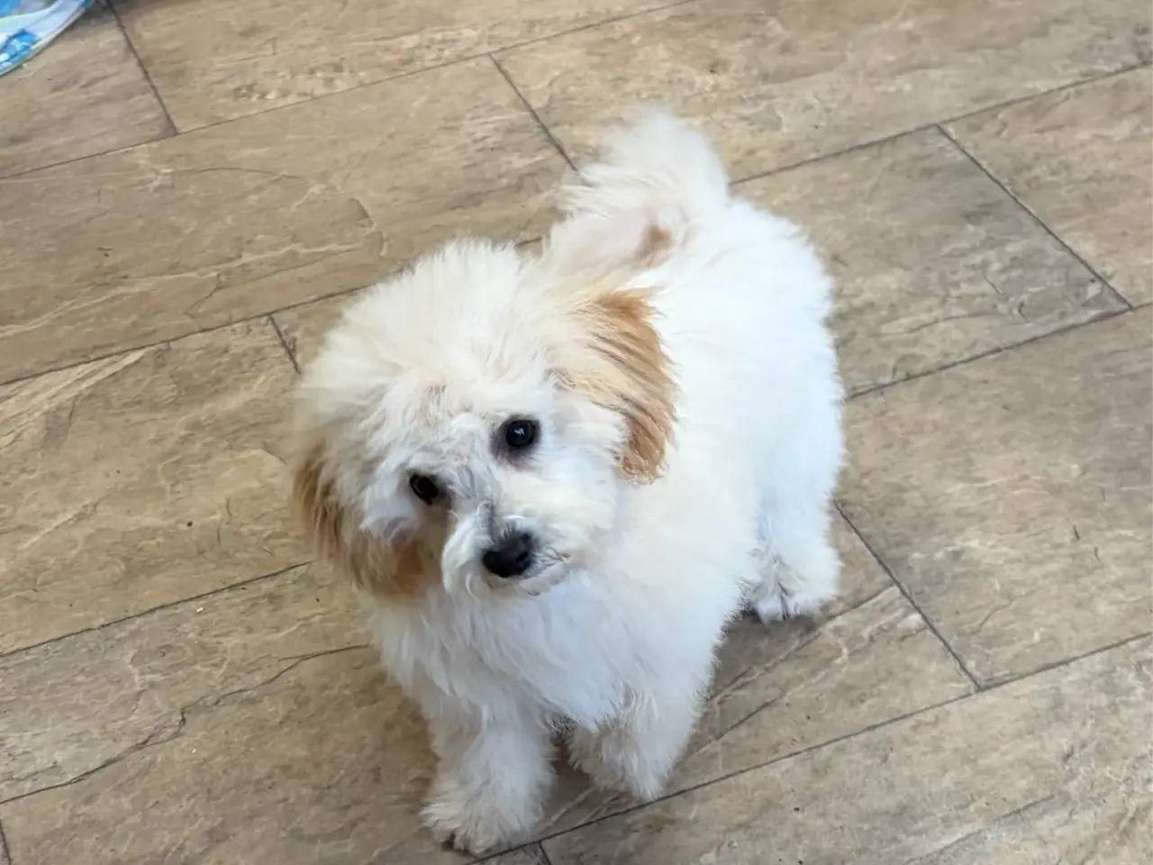 Billede 9 -  Maltipoo pige søde selma