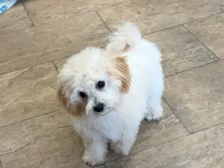 Maltipoo pige søde selma