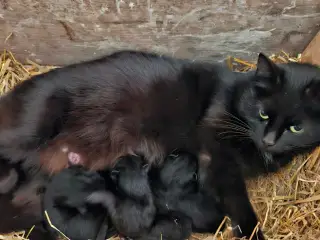Kattekiling 