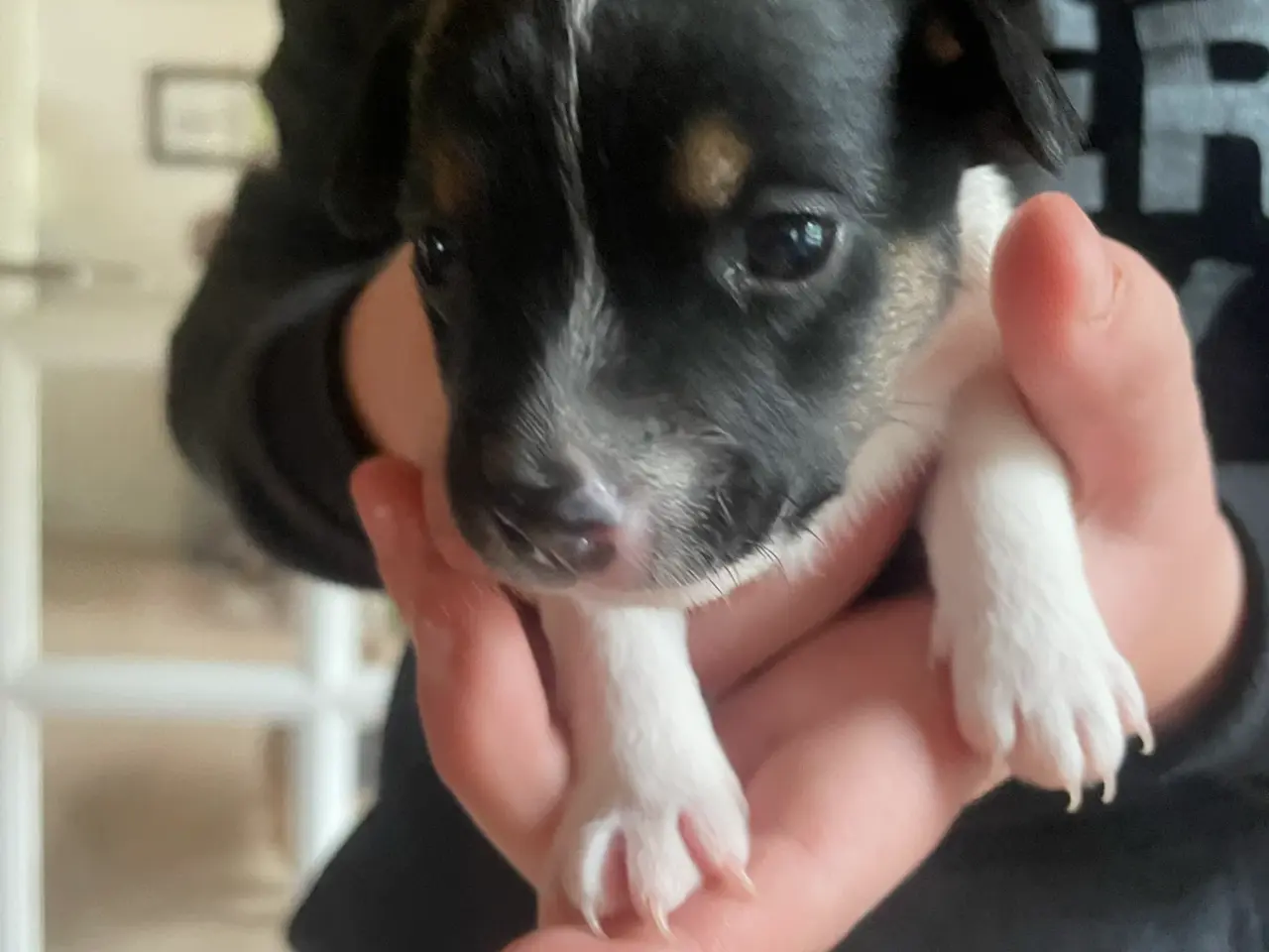 Billede 1 - Jack russel hvalpe