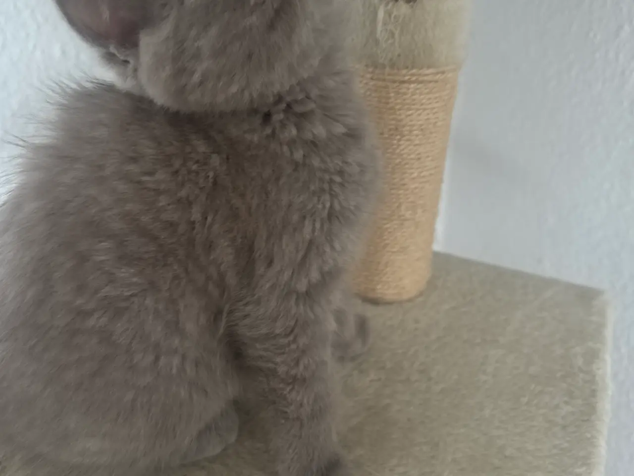 Billede 9 - British shorthair pige (Lilac)