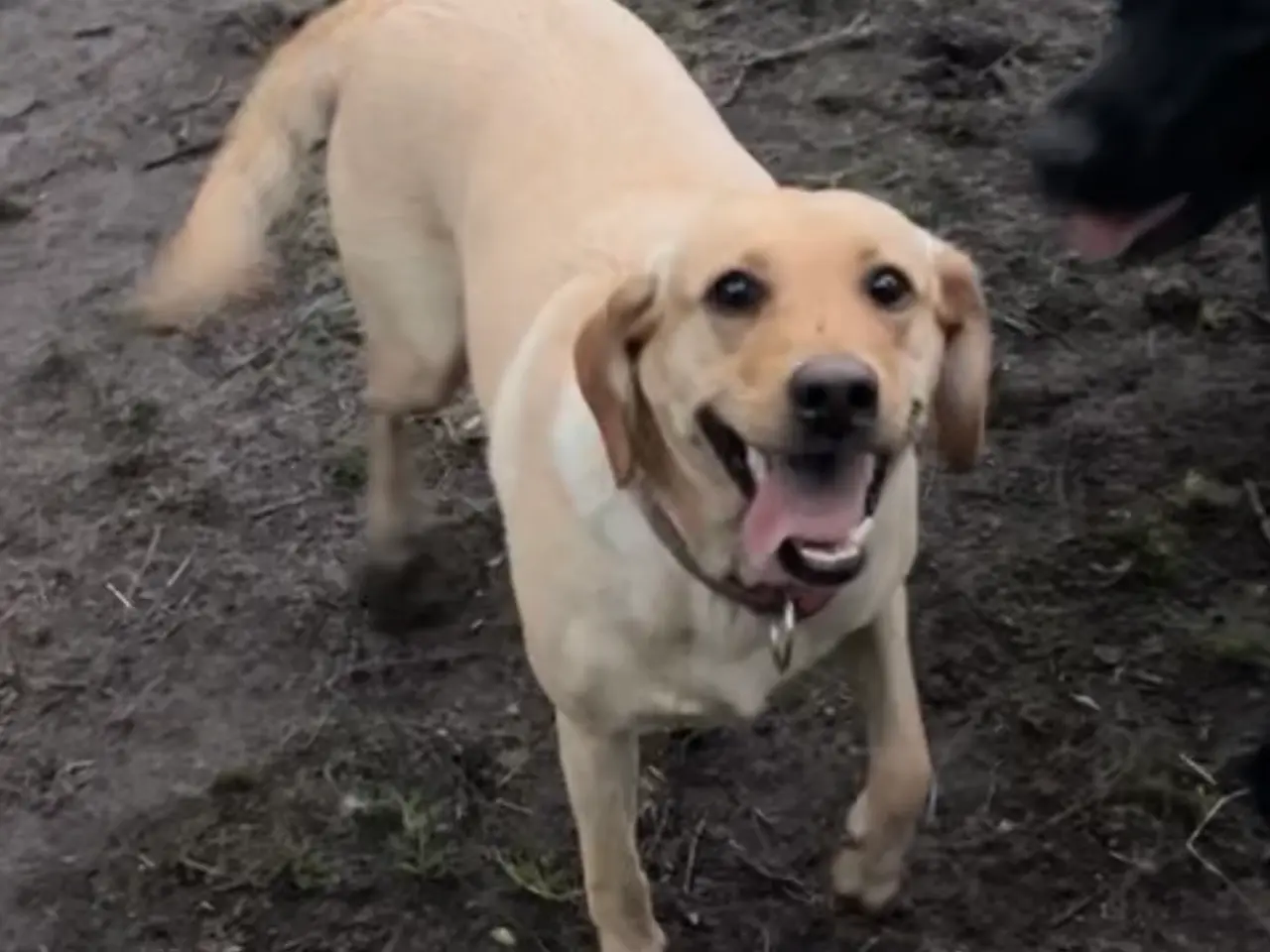 Billede 2 - Formel 1 Labrador hvalpe søger familier i uge 42