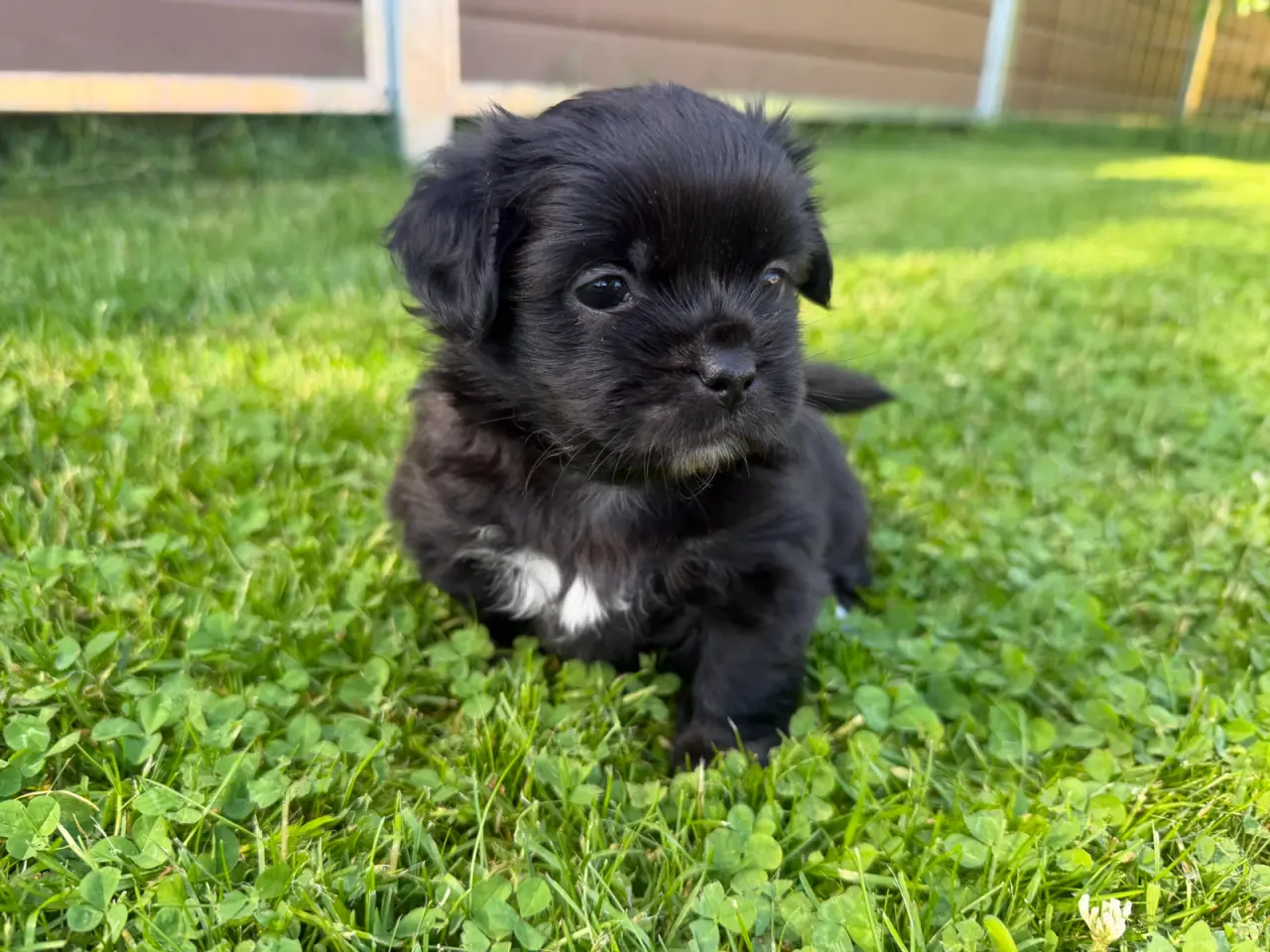 Billede 2 - Tibetansk Spaniel hvalpe