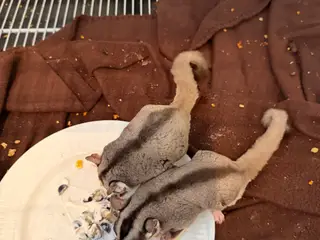 Sugar Gliders med alt tilbehør