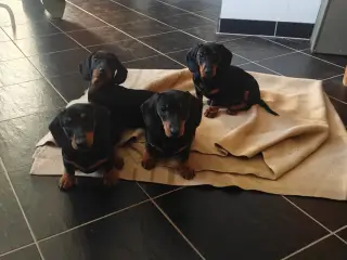 Korthåret gravhunde hvalpe
