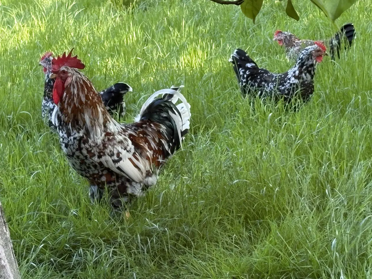 Billede 3 - Rugeæg fra racehøns