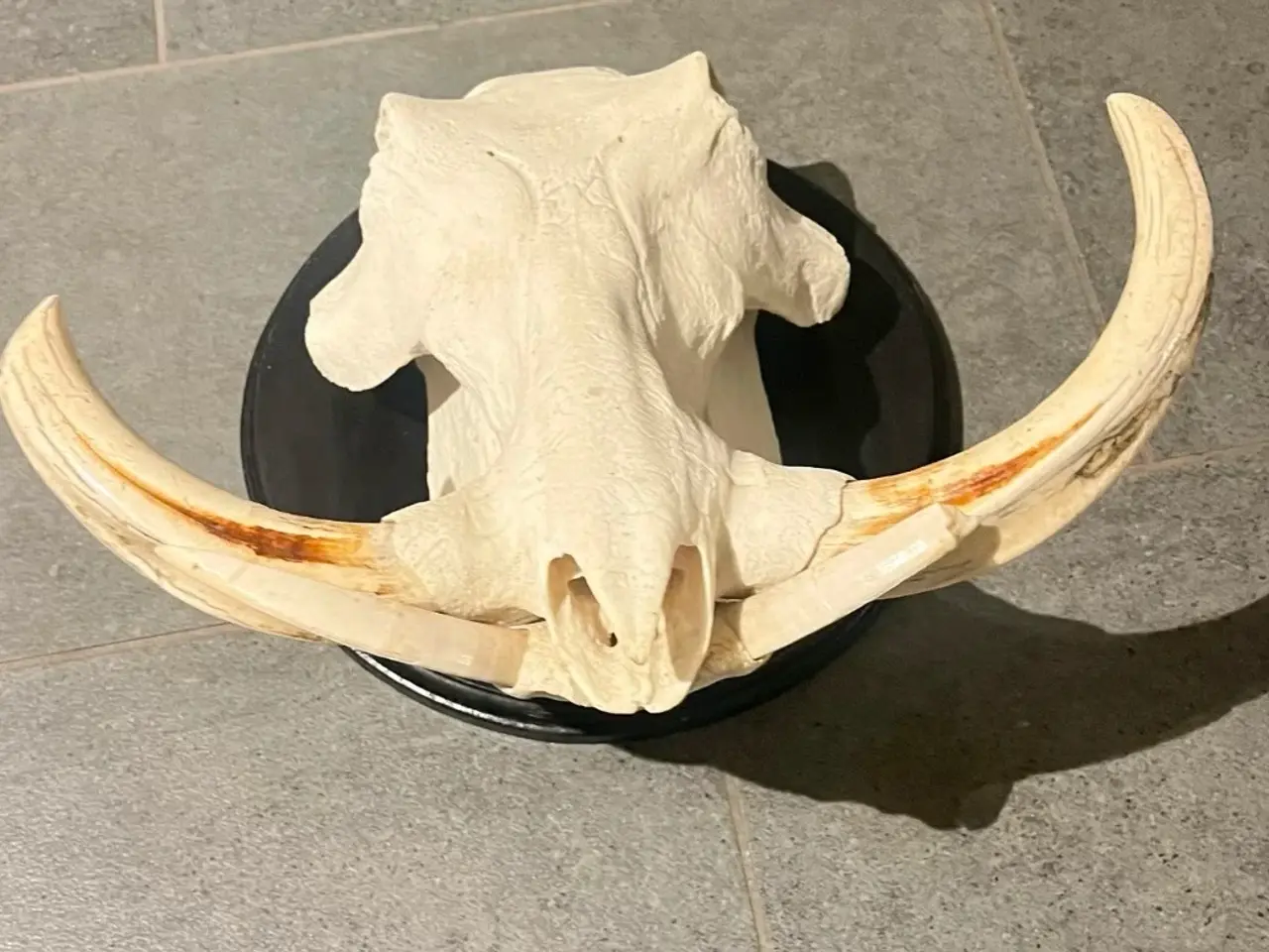 Billede 1 - STORT  WARTHOG TROFÆ PÅ PLADE