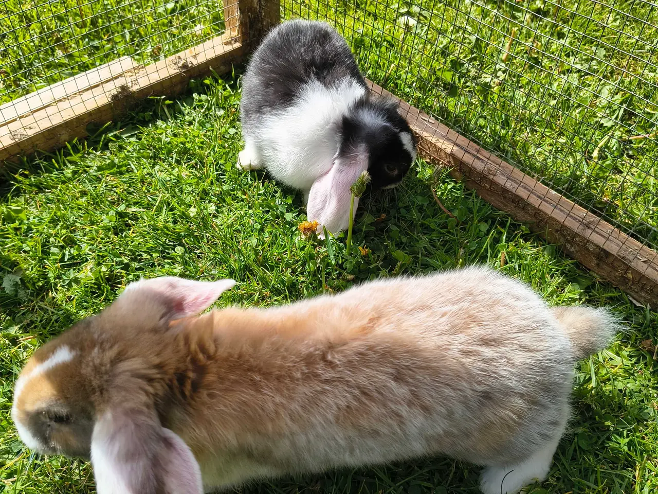 Billede 5 - Dværg vædder/Mini lop
