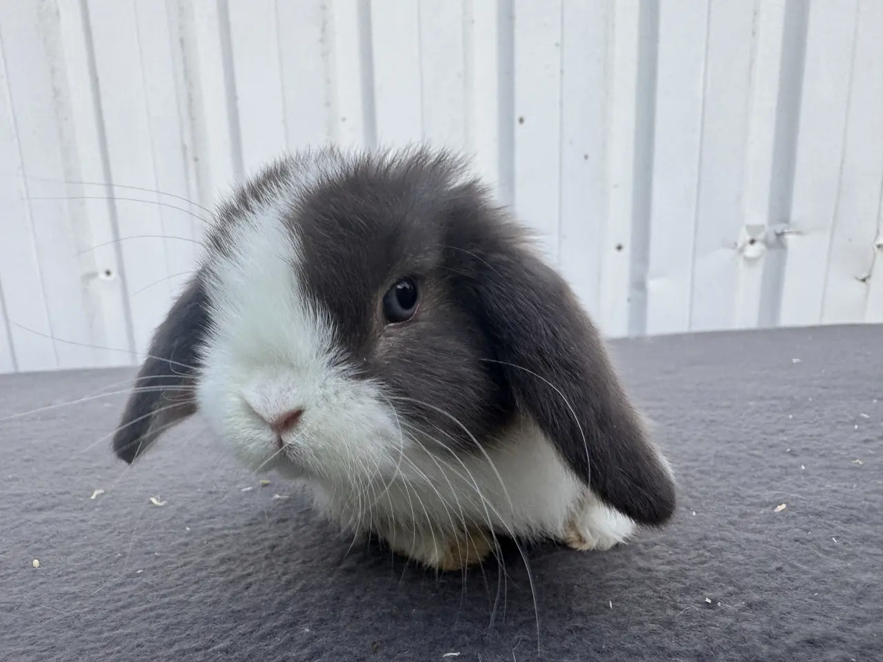 Billede 1 - Mini lop hankanin