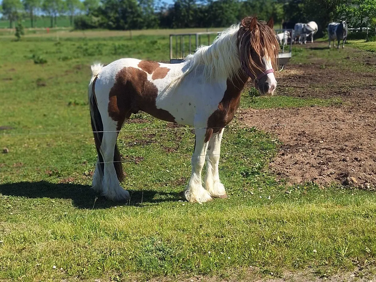 Billede 3 - Hingst krysning sælges