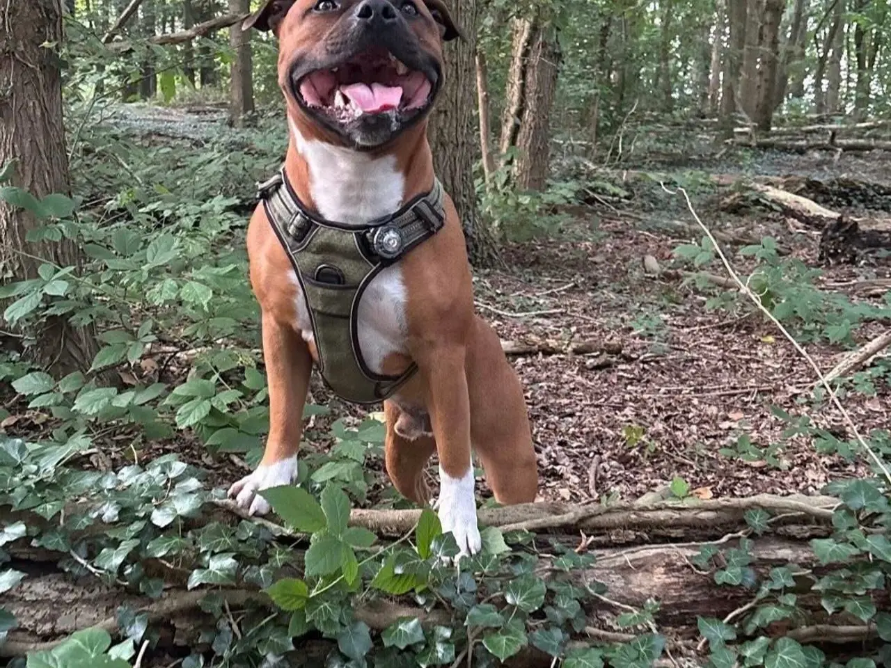 Billede 5 - Engelsk stafford Bull terrier