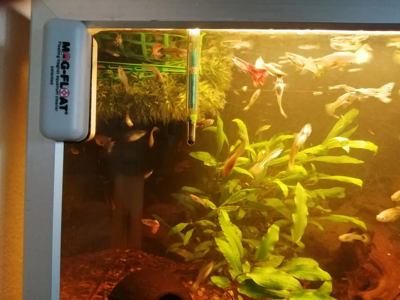Billede 3 - Guppy 20 stk.