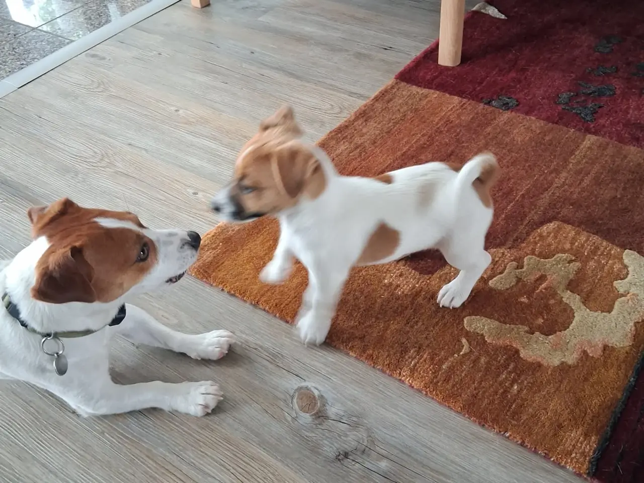 Billede 13 - Jack Russell Hvalp - Glathåret - DKK stamtavle