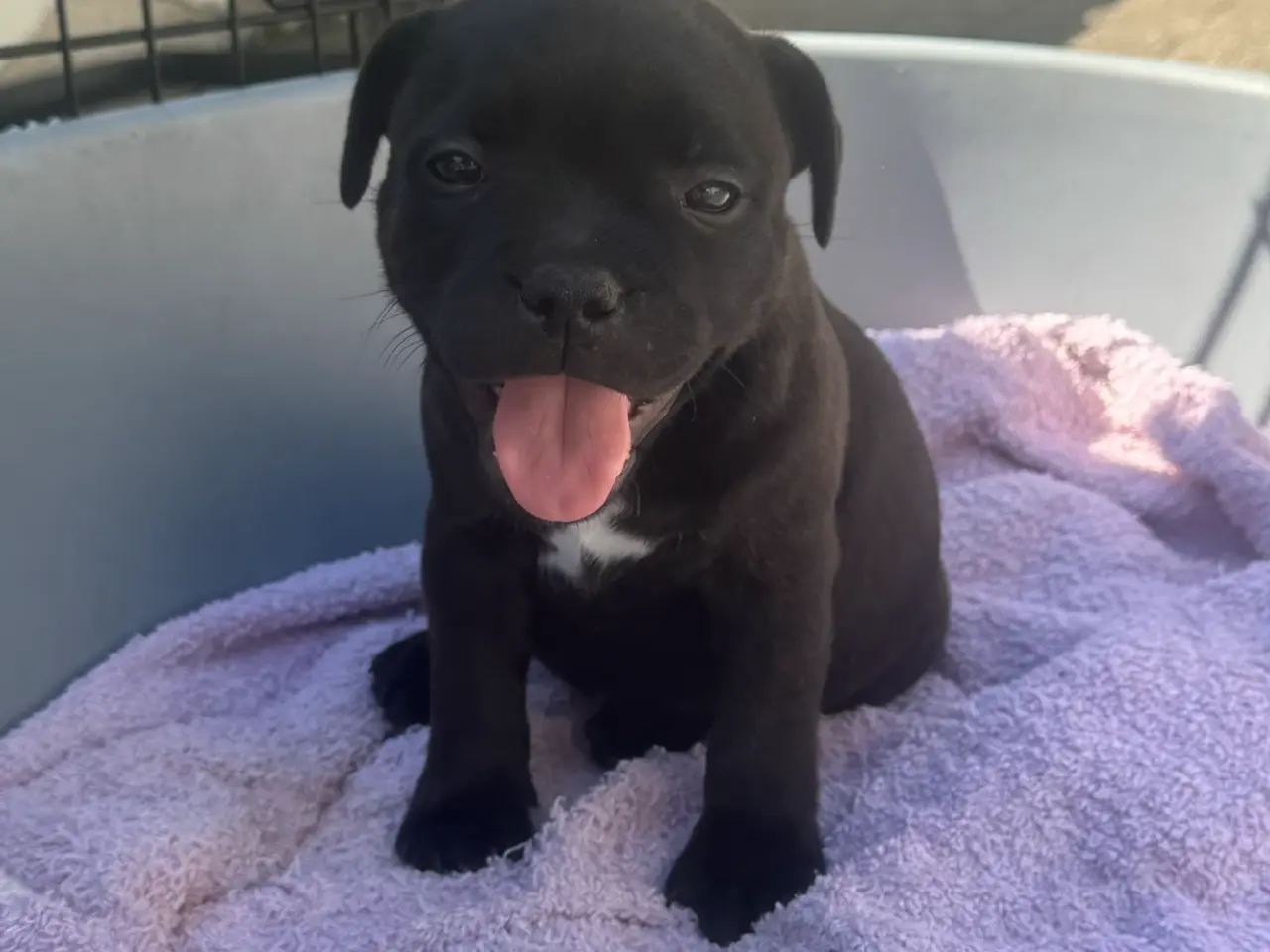 Billede 7 - Staffordshire Bull Terrier