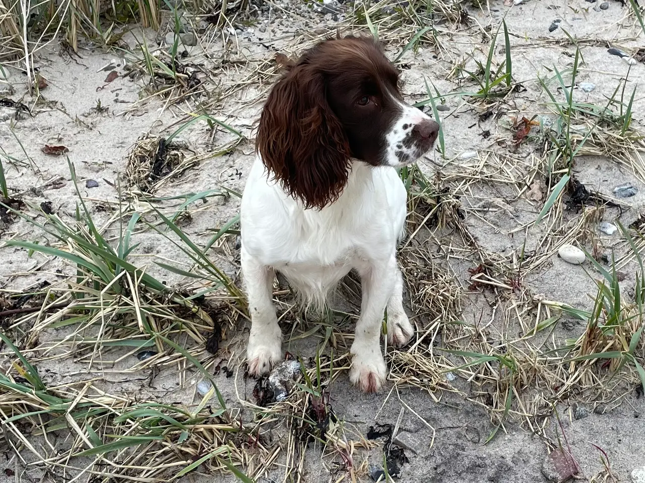 Billede 5 - FT english springer spaniel hvalpe sælges