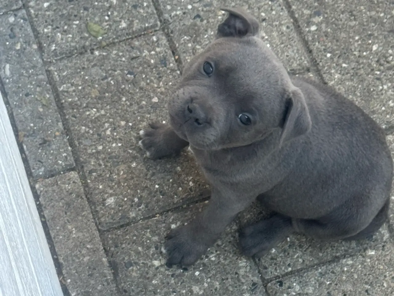 Billede 5 - Staffordshire Bull Terrier