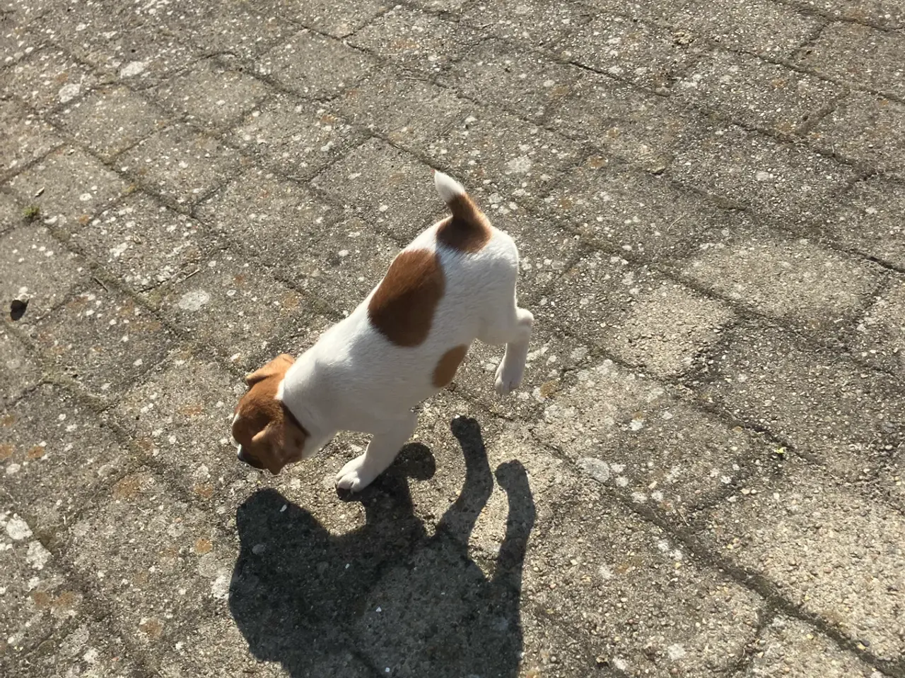 Billede 11 - Jack Russel hvalpe