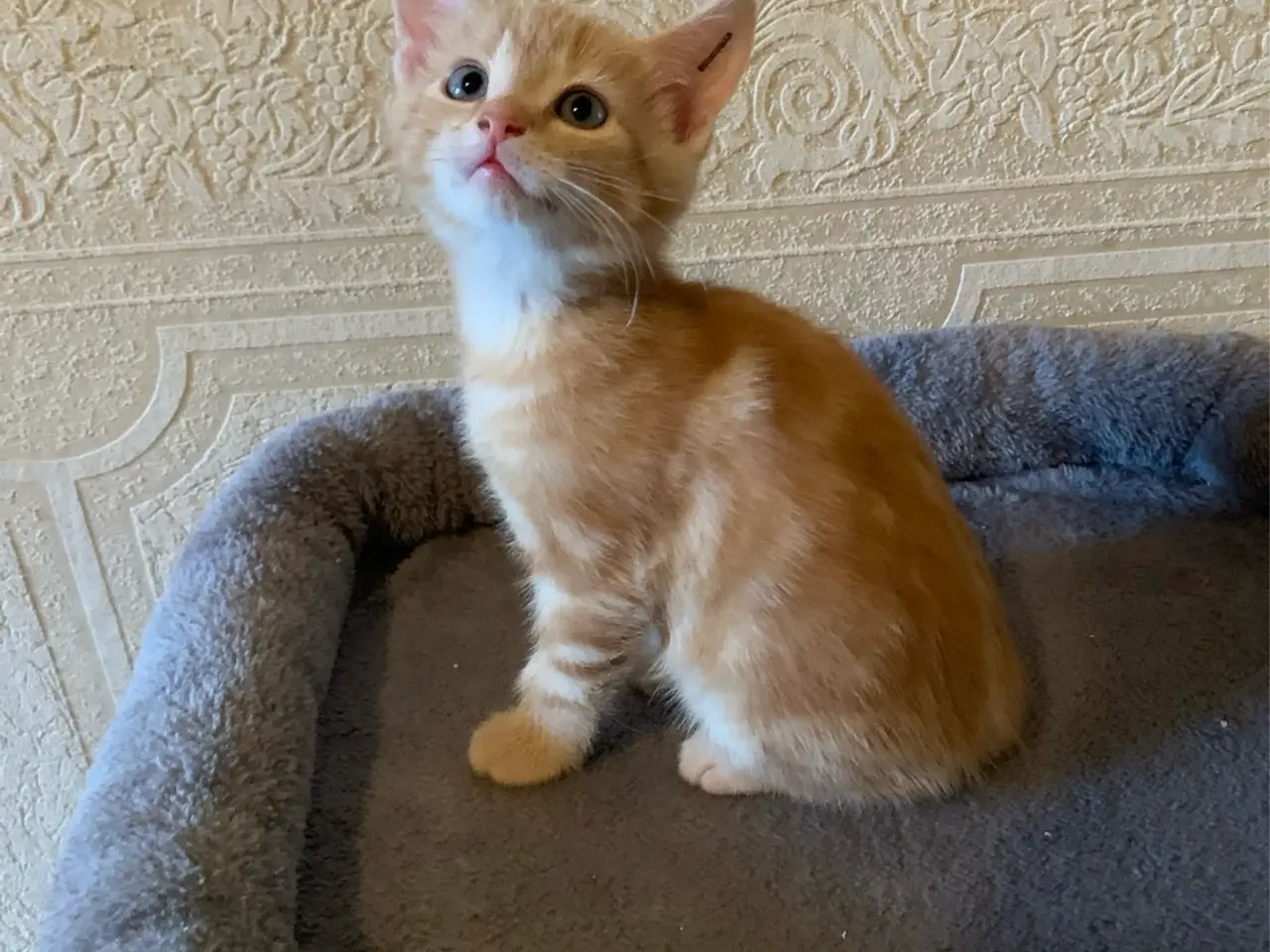 Billede 4 - 25 % mainecoon killinger