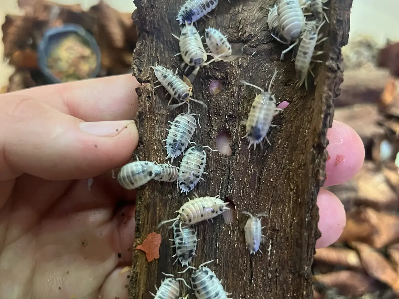 Billede 1 - Porcellio laevis "Dairy Cow"