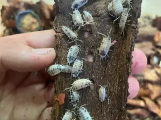 Porcellio laevis "Dairy Cow"