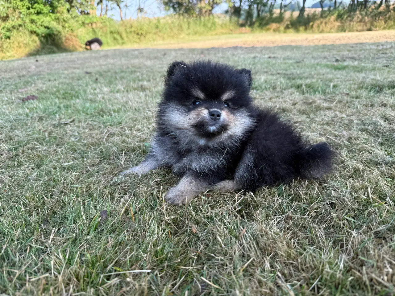 Billede 5 - Pomeranian hvalpe