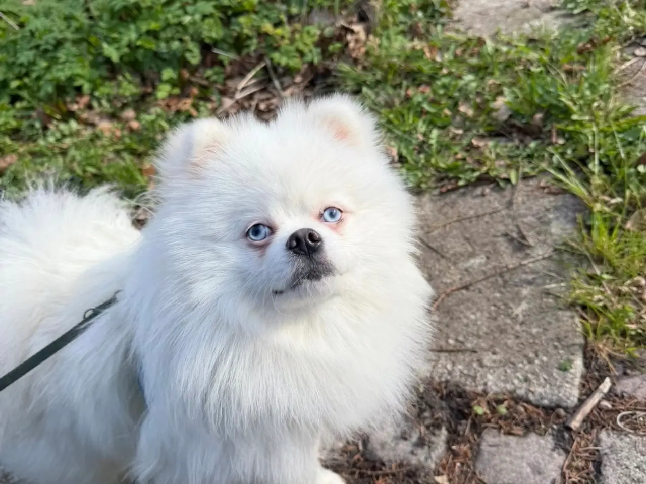 Billede 3 - Pomeranian parring 