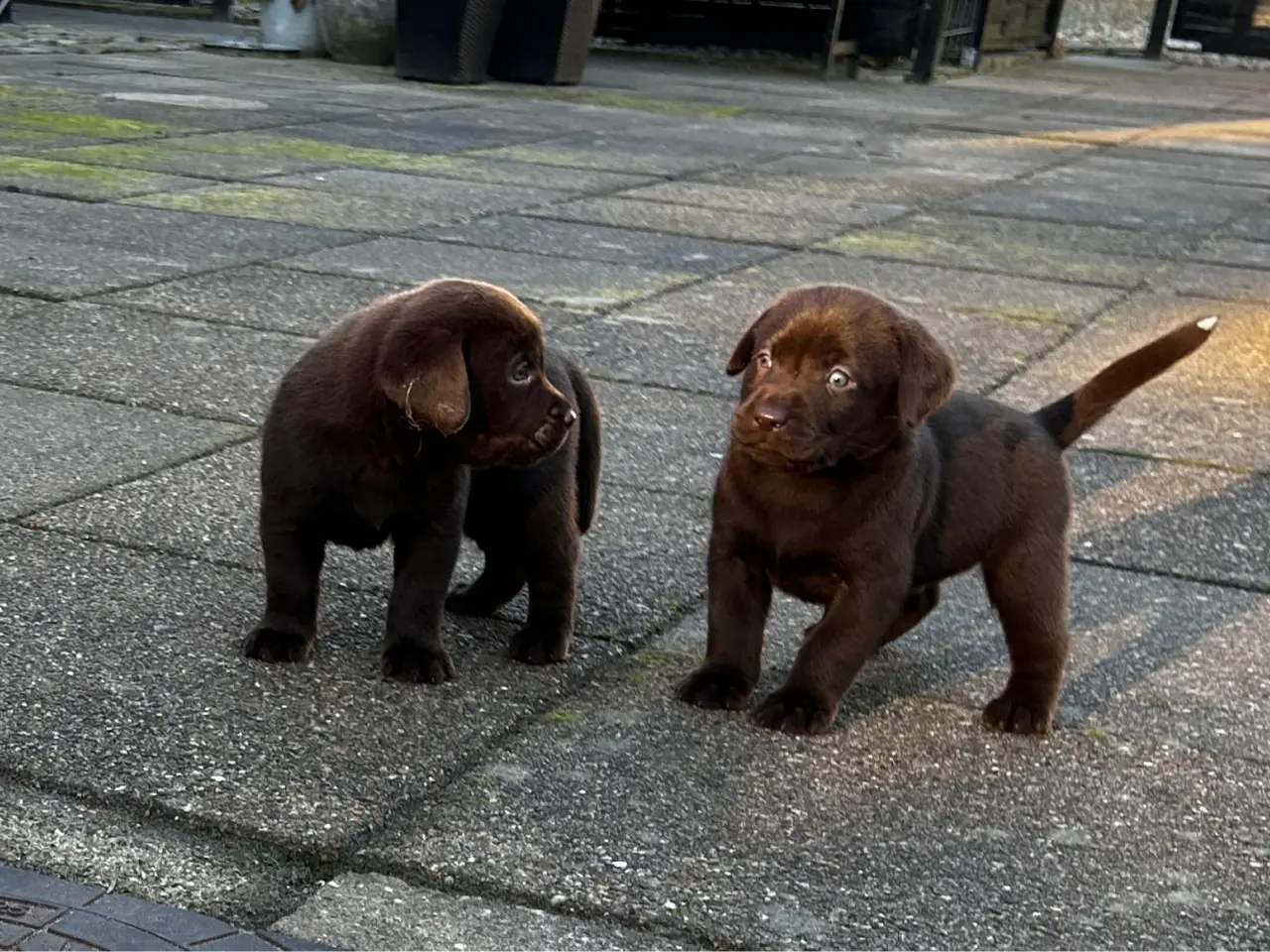 Billede 4 - Brune han labrador hvalpe