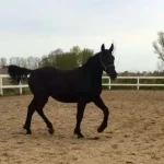 bellaoldenborg